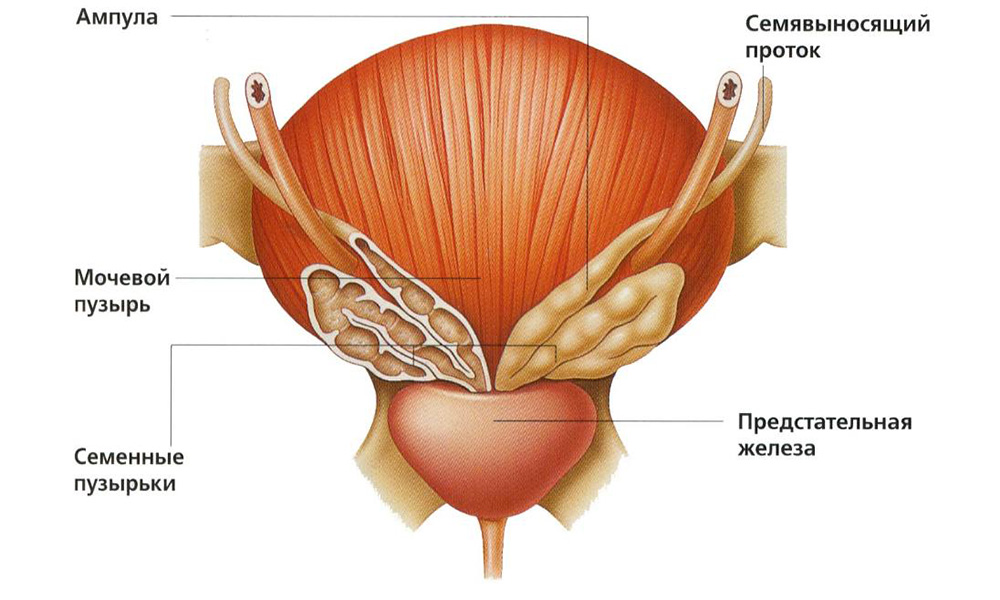 Почему развивается опухоль предстательной железы у мужчин Расположение предстательной железы