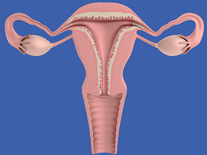 Что значит диагноз «диффузные изменения миометрия» и опасна ли эта патология?