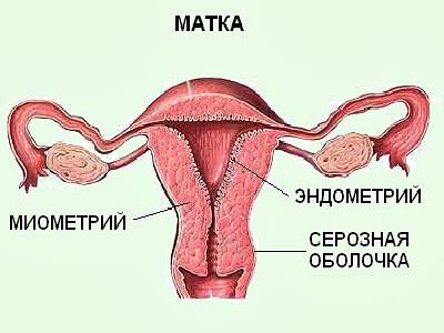 Иллюстрация 1