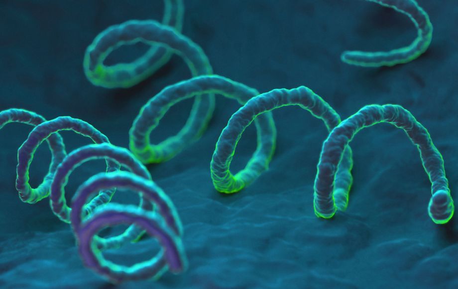 Способы и пути передачи бытового сифилиса