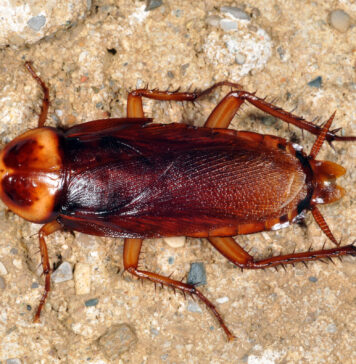 Как избавиться от прусаков в домашних условиях?