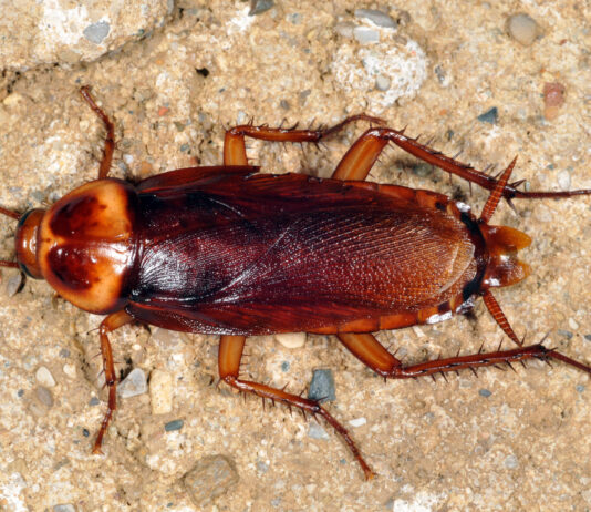 Как избавиться от прусаков в домашних условиях?