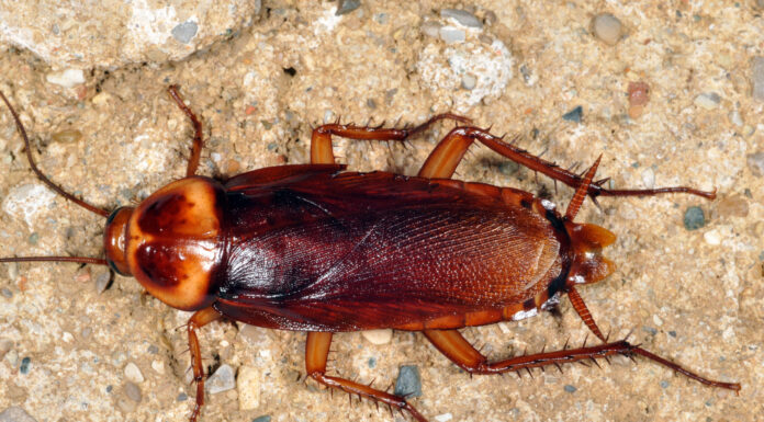 Как избавиться от прусаков в домашних условиях?