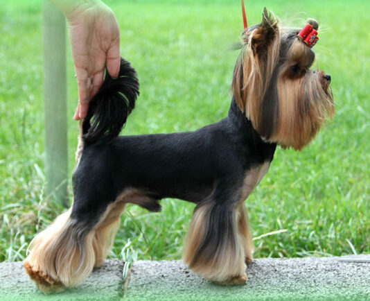 Какие стрижки популярны для австралийского терьера в 2021 году?