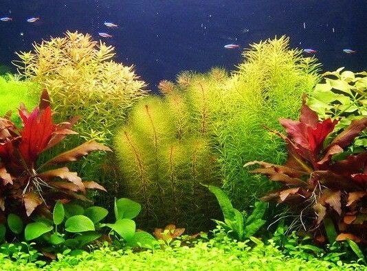 Этапы запуска аквариума