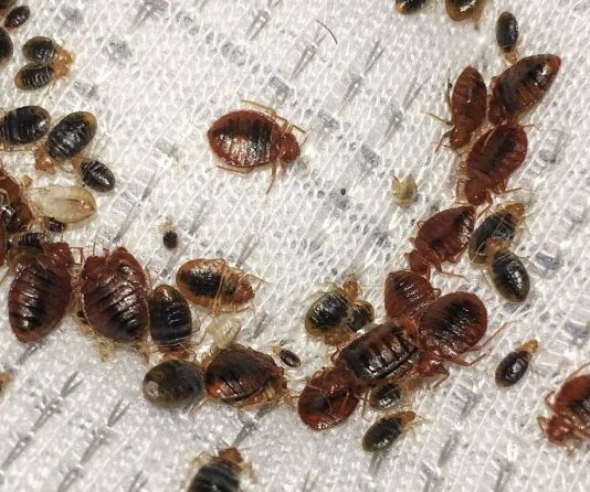 Как избавиться от клопов: народные методы и профессиональные подходы