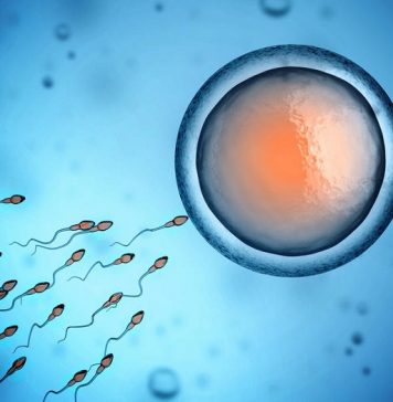 Что такое донорство яйцеклеток?