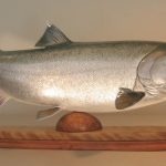 Польза морского кижуча, как правильно выбрать рыбу?