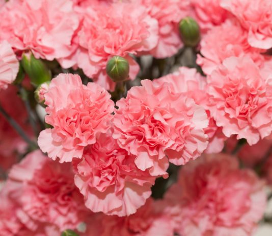 Критерии выбора гвоздик