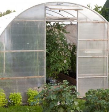 Преимущества сотового поликарбоната для теплиц