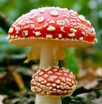 Особенности приема мухомора в лечебных целях