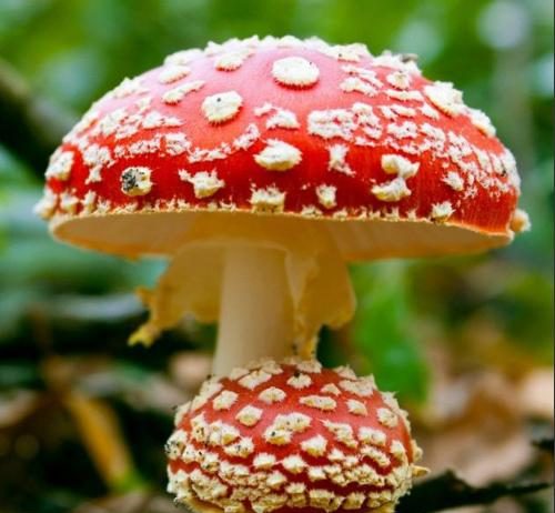 Особенности приема мухомора в лечебных целях