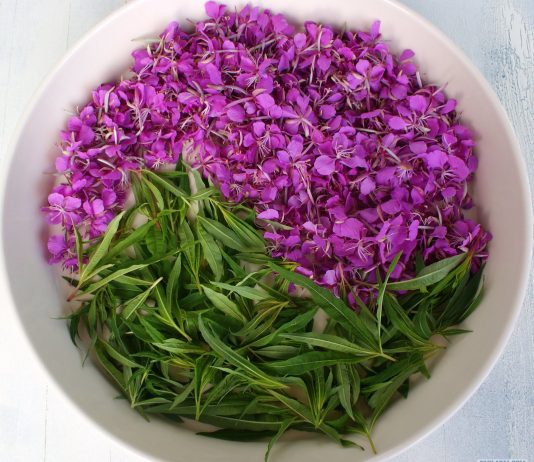 Факты про иван-чай, о которых многие не знают