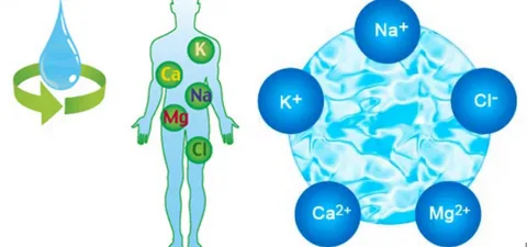 Как сохранить равновесие: простая наука о водно-солевом балансе в организме