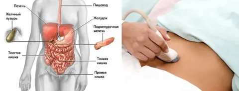 УЗИ кишечника в Казани: как выбрать клинику и подготовиться к исследованию